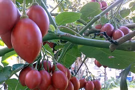 Những giống cà chua ngoại gây sốt thị trường Việt