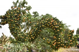 Cận cảnh quất “hóa rồng” chờ đón Tết Giáp Thìn 2024 