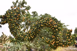 Cận cảnh quất “hóa rồng” chờ đón Tết Giáp Thìn 2024 