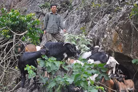 Những trang trại bạc tỷ ở vùng cao Việt Nam