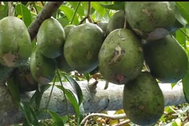 Trồng cóc Thái “đẻ” trái không kịp cản, nông dân đắt hàng 