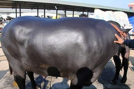 Con trâu đực được trả 38 tỷ, anh nông dân “kiêu” không bán