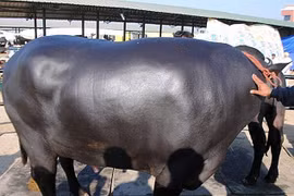 Con trâu đực được trả 38 tỷ, anh nông dân “kiêu” không bán