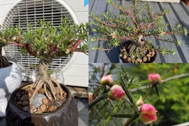 Hoa mười giờ lên chậu bonsai có giá nửa triệu đồng/cây