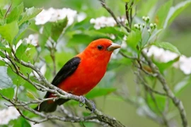 Ai sinh tháng Âm lịch này khiêm tốn, giản dị nhưng có phúc 