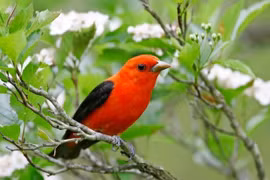 Ai sinh tháng Âm lịch này khiêm tốn, giản dị nhưng có phúc 