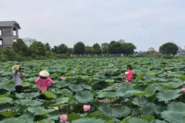 Chụp ảnh hoa sen, phó nháy thu nhập khủng “khó lường“