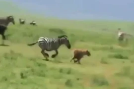 Clip: Linh cẩu bị ngựa vằn “tẩn nhừ xương”