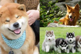 Vì sao con người chọn thuần hóa chó đầu tiên?