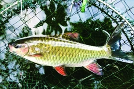 Các loại cá đặc sản tiến vua giờ đắt thế nào?