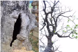 Bật mí về cây lộc vừng cổ thụ chỉ đại gia mới mua được 