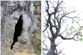 Bật mí về cây lộc vừng cổ thụ chỉ đại gia mới mua được 