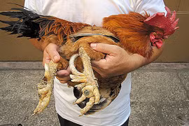 Tận mục giống gà tiến vua 50 triệu khiến đại gia lùng mua 