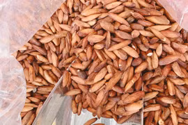 Quả dại rụng đầy đường thành đặc sản nửa triệu đồng/kg