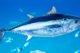 Bí mật loài cá xưa vứt rác nay chỉ nhà giàu mới dám ăn