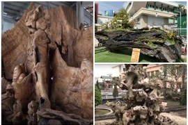 Bất ngờ cây cảnh nhìn như củi khô vẫn có giá bạc tỷ