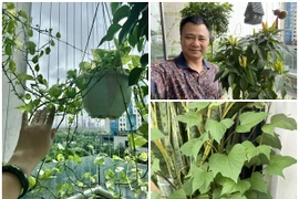 Góc ban công xanh mướt, đẹp miễn chê trong nhà NSND Tự Long