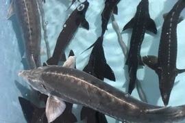 Cá tầm siêu rẻ đầy chợ mạng: Cần trọng kẻo “tiền mất tật mang” 