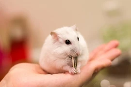Chuột hamster không còn hàng để bán trước Tết Canh Tý 2020