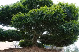 Cây trồng bờ rào bỗng “lột xác” thành siêu phẩm tiền tỷ