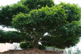 Cây trồng bờ rào bỗng “lột xác” thành siêu phẩm tiền tỷ