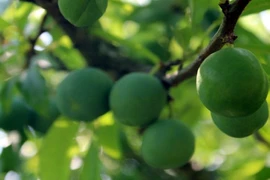 Ngắm mận Mộc Châu hứa hẹn mùa bội thu 