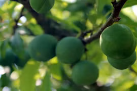 Ngắm mận Mộc Châu hứa hẹn mùa bội thu 