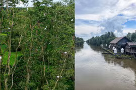 Rừng tràm đẹp nhất thuộc địa phận tỉnh nào?