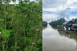 Rừng tràm đẹp nhất thuộc địa phận tỉnh nào?