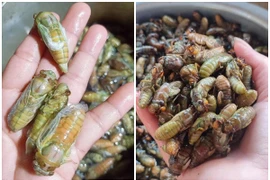 Chớm hè, ve sầu non nửa triệu đồng/kg bán đầy chợ mạng 