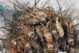 Sự thật tôm hùm giá rẻ chỉ bằng bó rau bán đầy chợ mạng