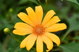 Ngắm loài hoa “biểu tượng của Đà Lạt” giữa lòng Hà Nội