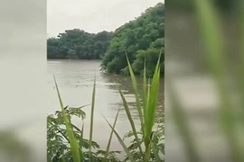 Vây bắt hơn 70 con cá sấu sổng chuồng do mưa lũ 