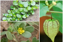 Rau mọc dại ở Việt Nam được nhiều nước xem là “thần dược” đắt cỡ nào?