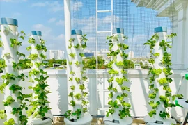 Mướt mắt vườn rau thủy canh thiết kế hiện đại trong nhà sao Việt