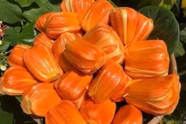 Tò mò mít ruột đỏ hơn 100.000 đồng/kg thương lái lùng mua từng quả