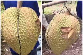 “Sửng sốt” những trái sầu riêng khổng lồ khiến dân tình xôn xao
