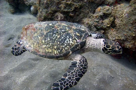 Tò mò rùa đồi mồi nặng 30 kg ở Nghệ An quý hiếm cỡ nào?