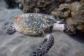 Tò mò rùa đồi mồi nặng 30 kg ở Nghệ An quý hiếm cỡ nào?