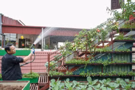 Mãn nhãn vườn rau 200 triệu trên sân thượng của ông bố Hà Nội