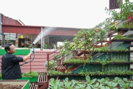 Mãn nhãn vườn rau 200 triệu trên sân thượng của ông bố Hà Nội