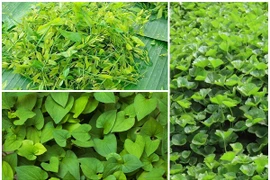 Bất ngờ những loại rau chẳng cần chăm vẫn kiếm tiền triệu