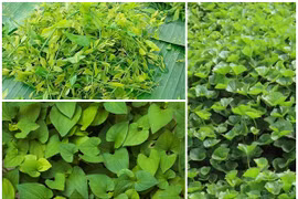 Bất ngờ những loại rau chẳng cần chăm vẫn kiếm tiền triệu