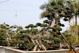 Phát sốt những cây duối "kịch độc" có hình dáng cực lạ