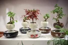 Bonsai mini bay lơ lửng giữa không trung đẹp mê mẩn