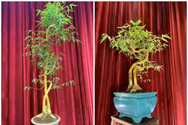 Cây mọc bờ rào lên đời thành bonsai giá vài chục triệu đồng