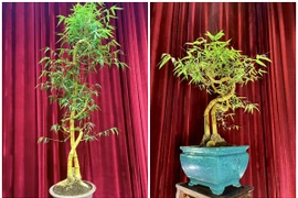 Cây mọc bờ rào lên đời thành bonsai giá vài chục triệu đồng