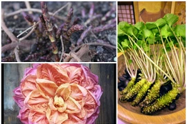 3 loại rau nghe quen thuộc nhưng giá cao “ngất ngưởng“