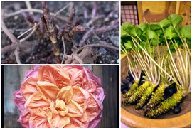 3 loại rau nghe quen thuộc nhưng giá cao “ngất ngưởng“