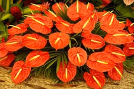 Hoa Tết nào có độc?